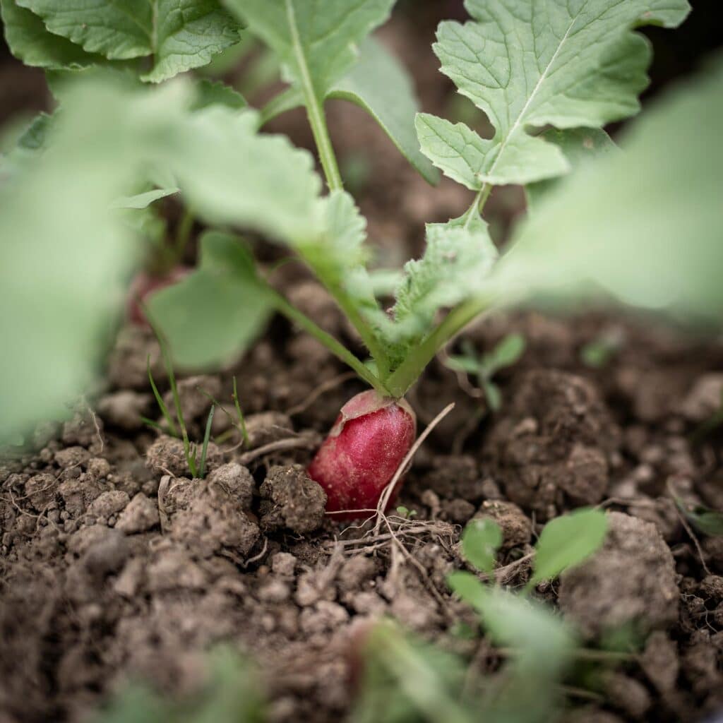 Le collectif de la Petite Moulich rejette en bloc « la société patriarcale, qui asservit et objectifie les gens, et l’agriculture intensive, qui nie les symbioses entre les êtres vivants ». Leur modèle s’appuie sur la mise en place d’activités multiples : « La diversité, c’est un gage d’équilibre, chez les humains comme dans le vivant en général. »