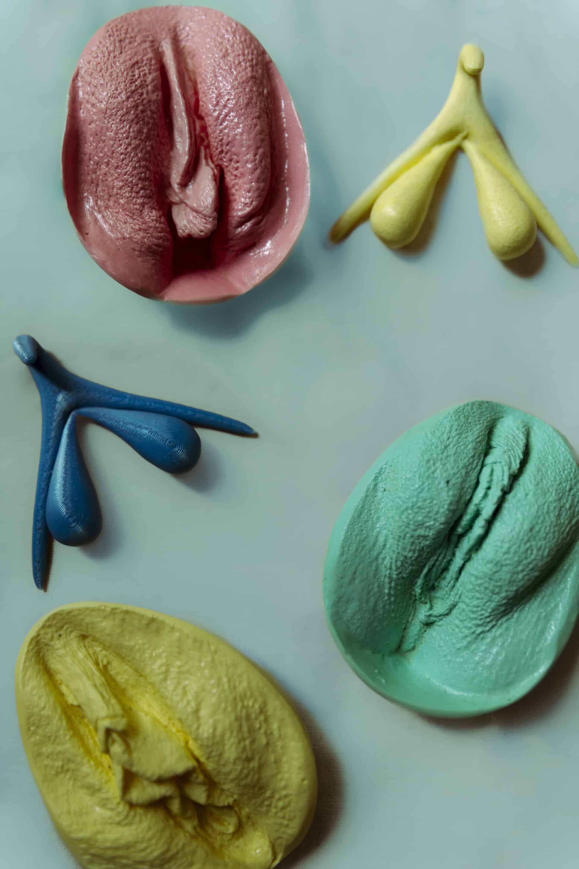 Representation, imitation en latex ou plastique d'organes génitaux externes, clitoris, vulve, organe genital feminin de la femme, outil favorisant information et prevention sur l'anatomie et la sexualite.